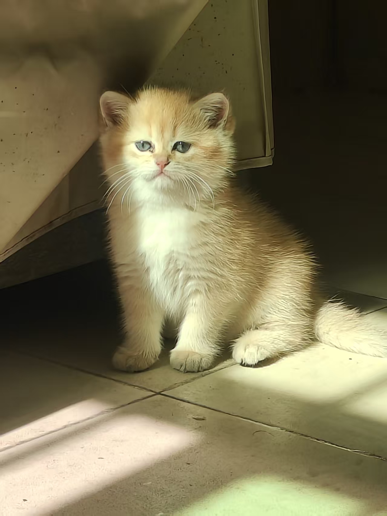 金渐层小猫崽找新家了